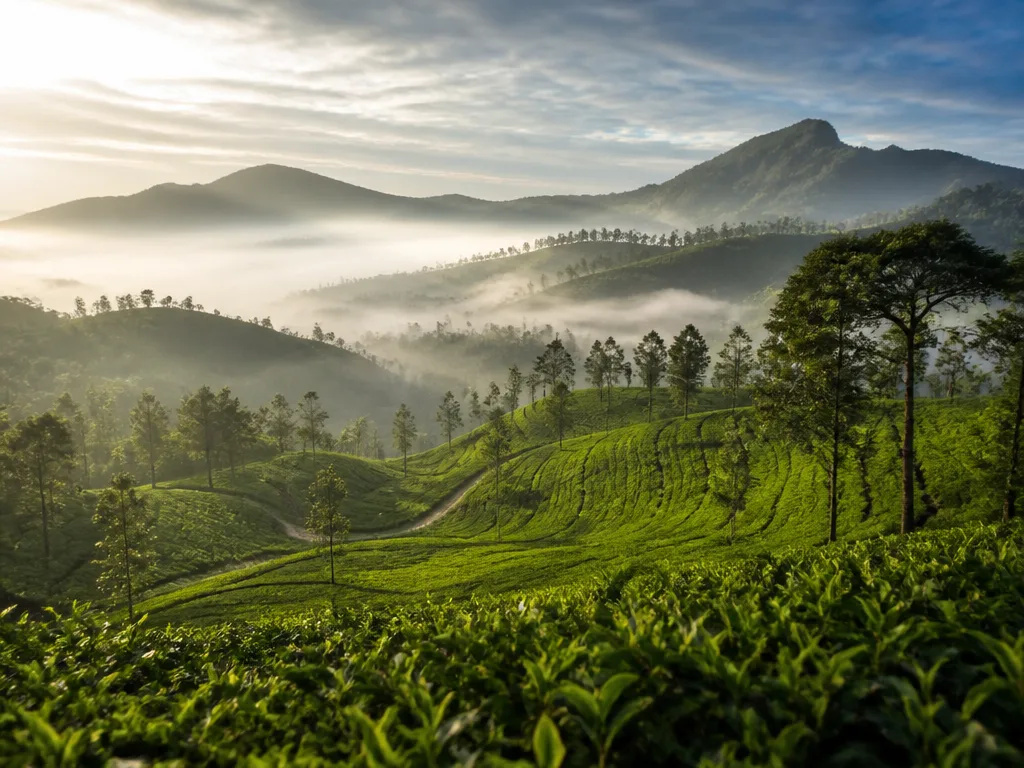 Grön risterrass och palmer i bergslandskap på Sri Lanka i morgonljus